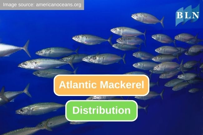 The Remarkable Range of Atlantic Mackerel Distribution